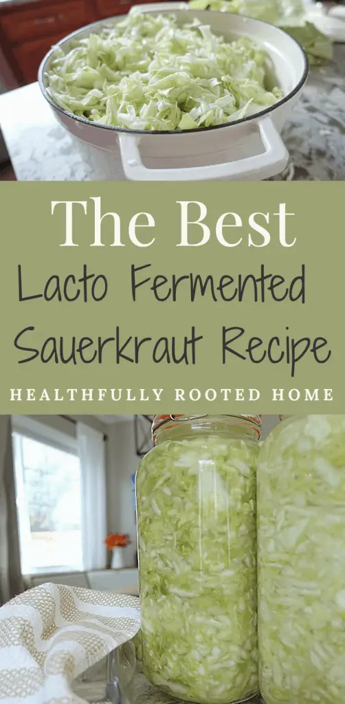 The best lacto fermented sauerkraut recipe shredded cabbage in white dutch oven and fermenting sauerkraut in jars