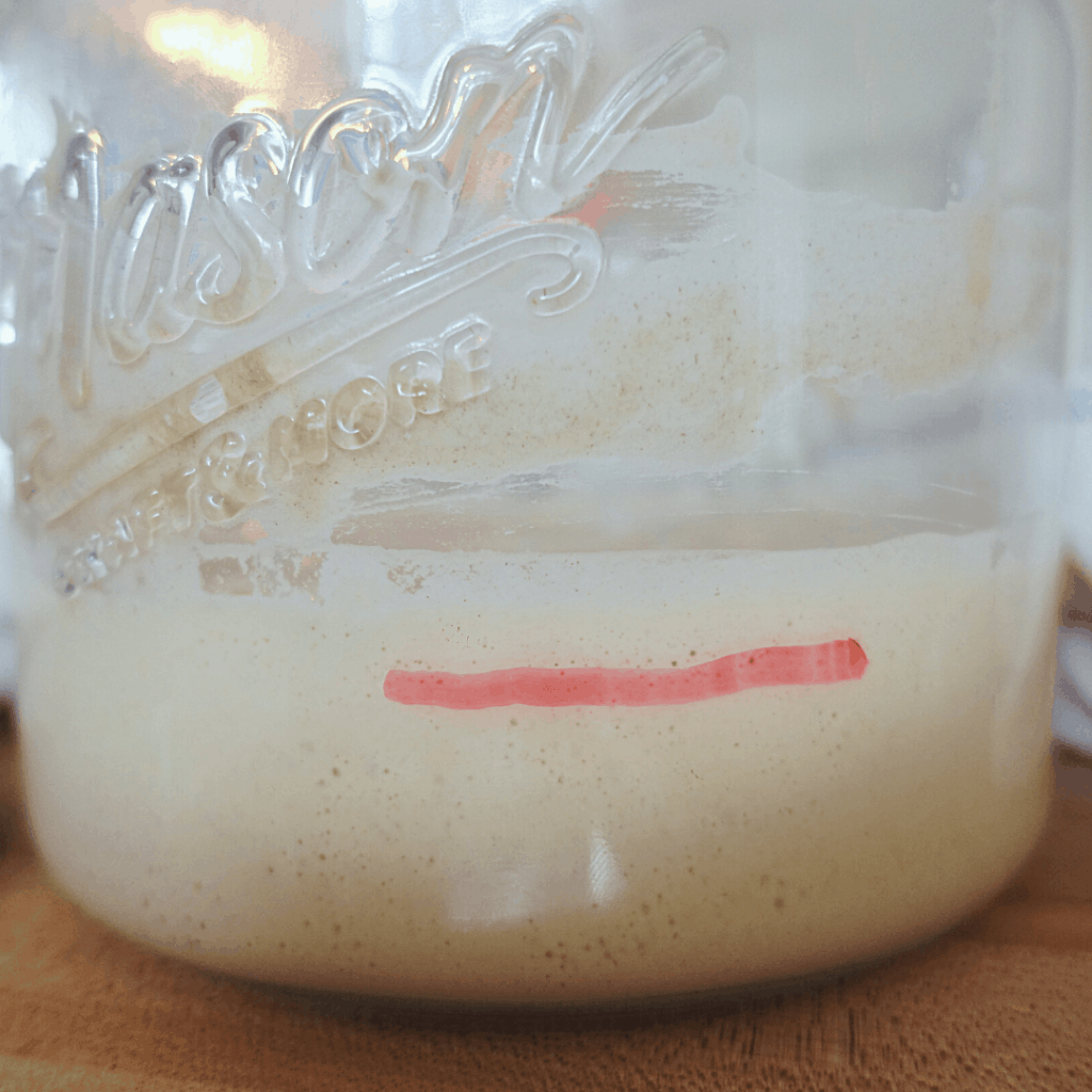 day 3 sourdough starter showing the rise level