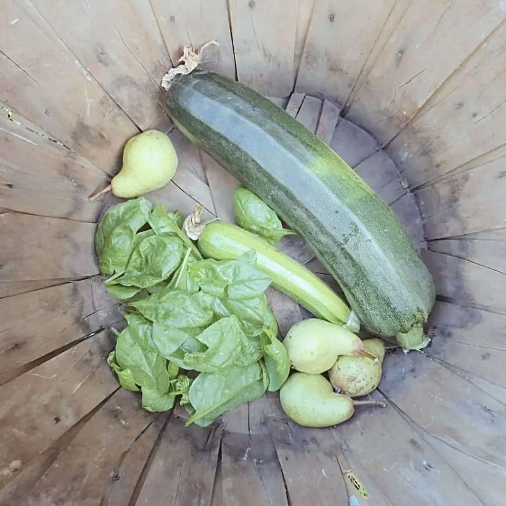 garden haul in a harvest basket zucchini spinach pears