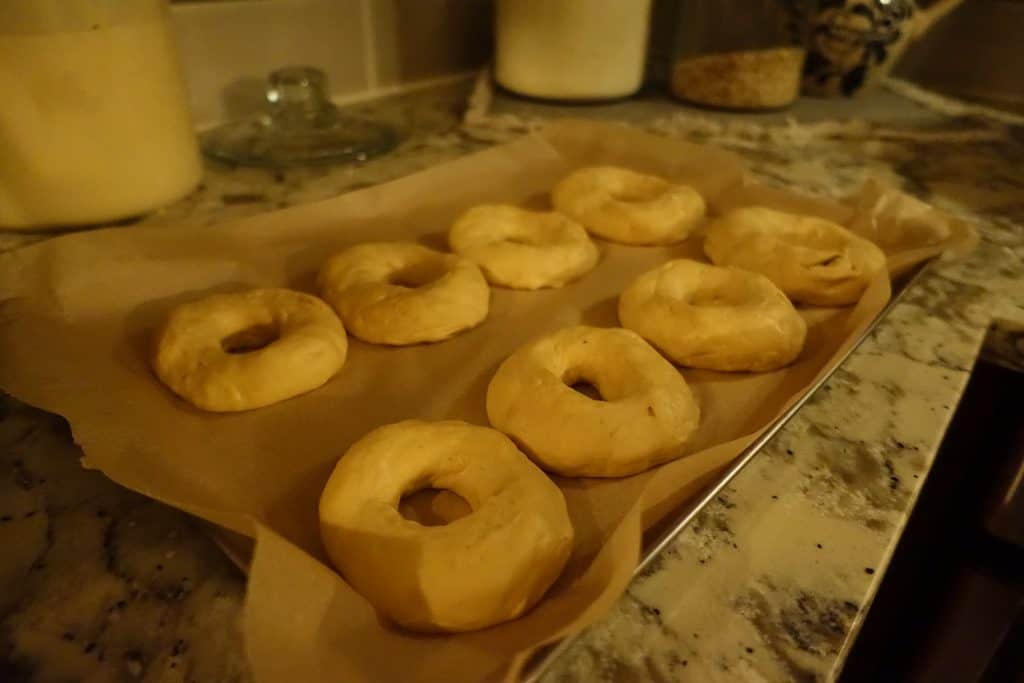 homemade sourdough bagels during second rise on a parchment lined baking sheet with sourdough starter in the background