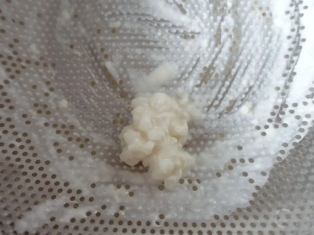 kefir grains close up inside of a metal strainer